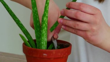 Genç bir kadın aloe vera yapraklarını kesiyor.