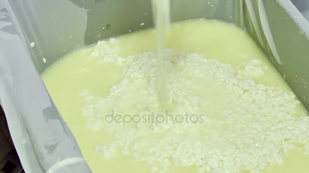 Making Domestic Cheese Factory Worker Warehouse Homemade Cheese Prepared Stocked — Stock Video