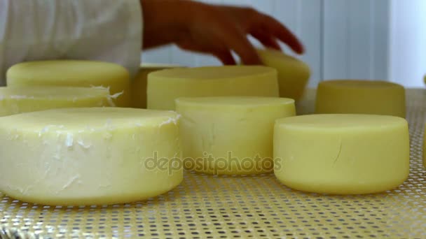 工場で国内のチーズを作る自家製チーズの倉庫の労働者を準備 チーズ ビデオ クリップ — ストック動画