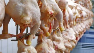 Taze tavuk eti işleniyor ve satışa hazır hale getiriliyor, 4k video klipsi.