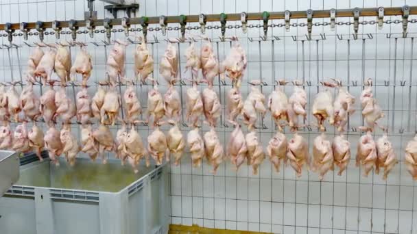Procesamiento Carne Pollo Fresca Preparación Para Venta Video Clip — Vídeos de Stock