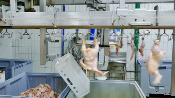 Processing Fresh Chicken Meat Preparation Sale Video Clip — Stock Video