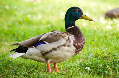 Bir yaz gününde çimenlerin üzerinde yaban ördeği. Vahşi hayvanların ve çevrenin korunması kavramı.