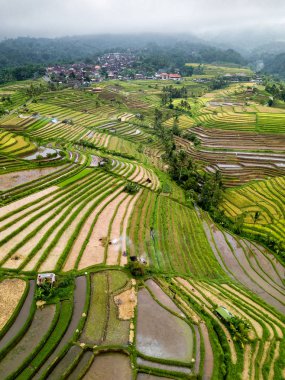 Bali, Endonezya pirinç terasları havadan görünümü