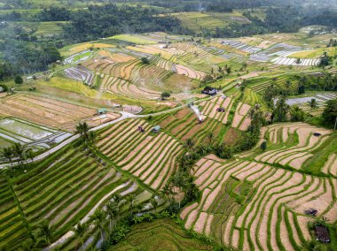 Bali, Endonezya pirinç terasları havadan görünümü