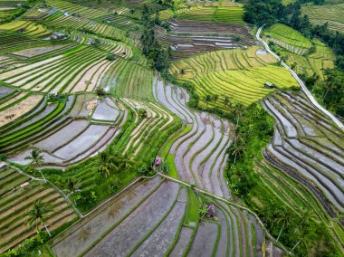 Bali, Endonezya pirinç terasları havadan görünümü