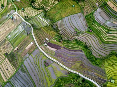 Bali, Endonezya pirinç terasları havadan görünümü