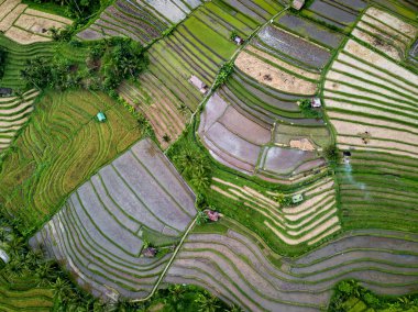 Bali, Endonezya pirinç terasları havadan görünümü