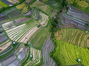 Aerial View Of Rice Terraces In Bali, Indonesia clipart