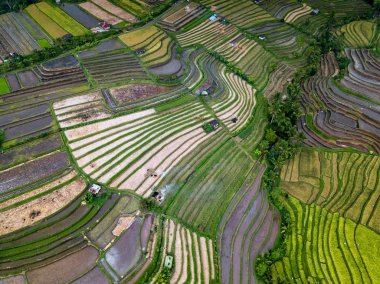Bali, Endonezya pirinç terasları havadan görünümü