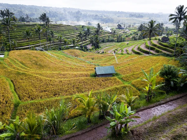 Bali, Endonezya pirinç terasları havadan görünümü