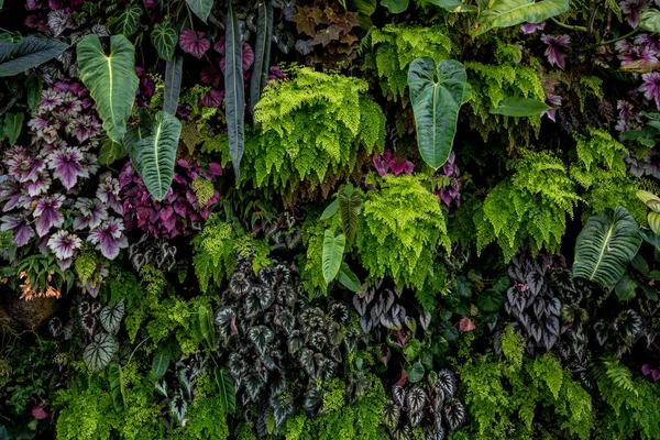 Zbliżenie Kolorowych Roślin Ogrodach Singapuru — Zdjęcie stockowe