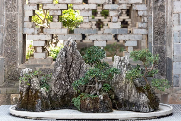Бонсай в китайском саду, Цзяньшуй, Китай — стоковое фото