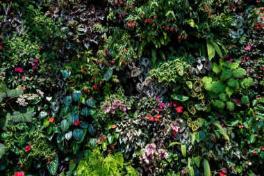 Singapur bahçelerinde yakın plan renkli bitkiler.