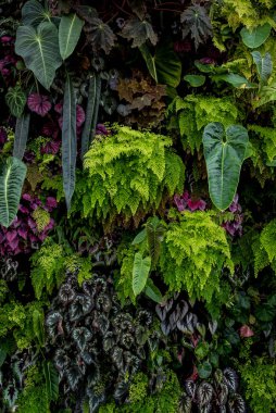 Singapur bahçelerinde yakın plan renkli bitkiler.