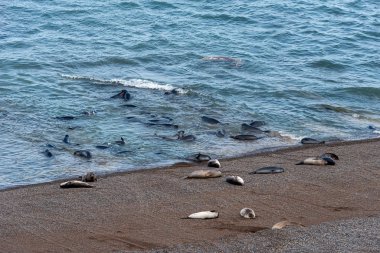 Arjantin, Valdes yarımadasındaki deniz aslanları kolonisi.