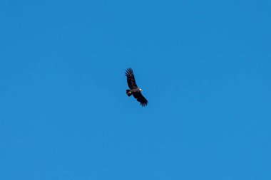 And Akbabası mavi gökyüzünde uçuyor