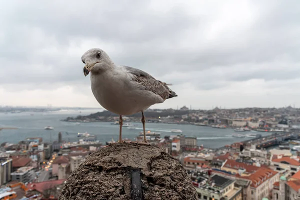 20 Şubat 2018: Martı ve İstanbul alacakaranlıkta alacakaranlıkta Galata Kulesi 'nden görüldüğü gibi ufuk çizgisi oluşturdu. İstanbul, Türkiye