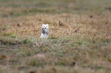 Avlı beyaz ermin portresi, Lethbridge, British Columbia, Kanada.