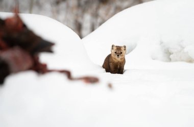 Beyaz karlı mustelid portresi, İngiliz Kolombiyası, Kanada.