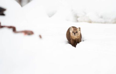 Beyaz karlı mustelid portresi, İngiliz Kolombiyası, Kanada.