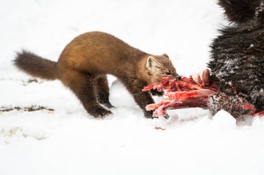 Müstehcen yiyen geyik leşinin yakın portresi, British Columbia, Kanada.