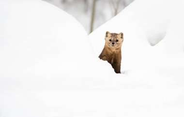 Beyaz karlı mustelid portresi, İngiliz Kolombiyası, Kanada.