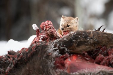 Müstehcen yiyen geyik leşinin yakın portresi, British Columbia, Kanada.