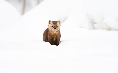 Beyaz karlı mustelid portresi, İngiliz Kolombiyası, Kanada.