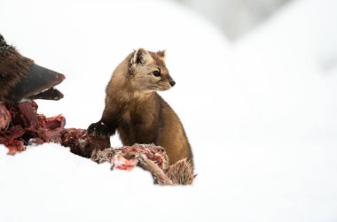 Müstehcen yiyen geyik leşinin yakın portresi, British Columbia, Kanada.