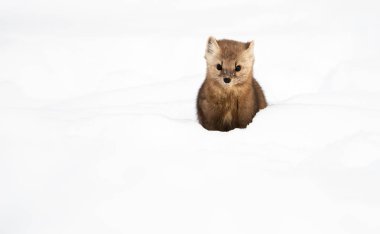 Beyaz karlı mustelid portresi, İngiliz Kolombiyası, Kanada.