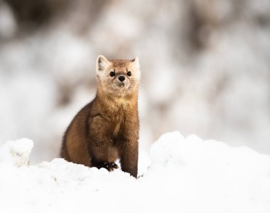 Beyaz karlı mustelid portresi, İngiliz Kolombiyası, Kanada.