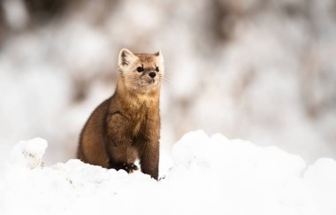Beyaz karlı mustelid portresi, İngiliz Kolombiyası, Kanada.