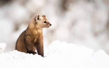 Beyaz karlı mustelid portresi, İngiliz Kolombiyası, Kanada.