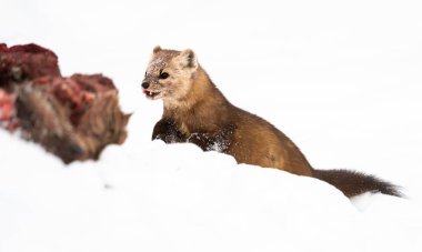 Close portrait of mustelid eating moose carcass, British Columbia, Canada. clipart