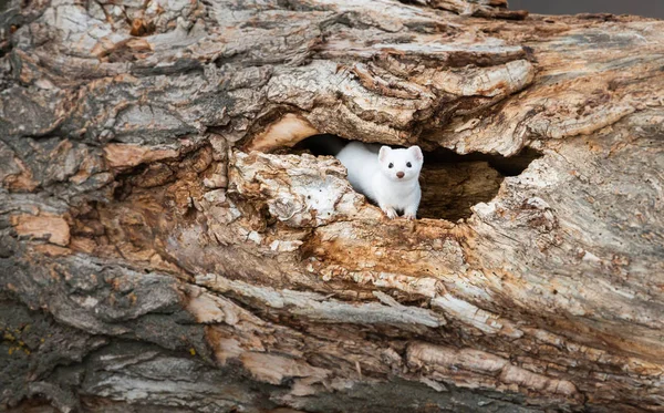 Ritratto Ravvicinato Dell Ermellino Bianco Habitat Naturale Lethbridge Columbia Britannica — Foto Stock