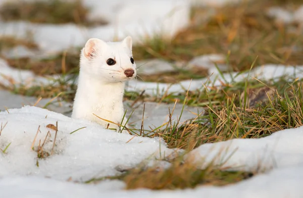 Close Portret Van Witte Ermine Natuurlijke Habitat Lethbridge British Columbia — Stockfoto