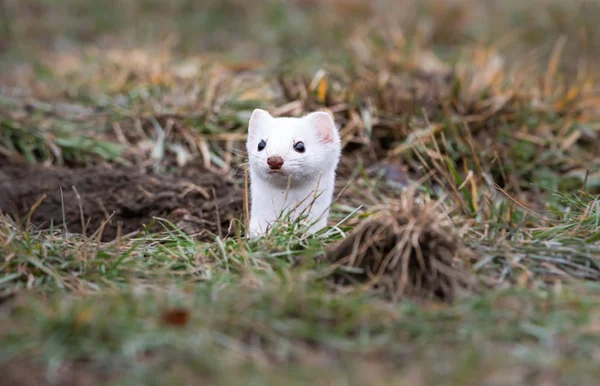 Closeup Portrett Hvit Hermelin Naturlig Habitat Lethbridge Britisk Columbia Canada – stockfoto