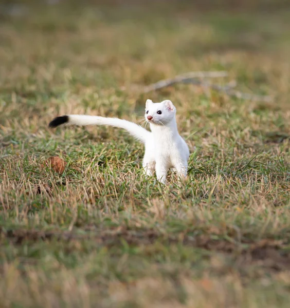 Close Portret Van Witte Ermine Natuurlijke Habitat Lethbridge British Columbia — Stockfoto