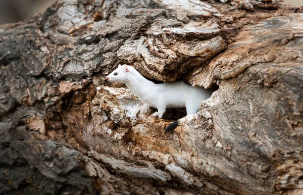 Nahaufnahme Porträt Des Weißen Hermelins Natürlichem Lebensraum Lethbridge Britische Kolumbia — Stockfoto