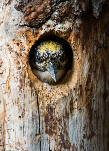 小さな鳥が木の穴に隠れて — ストック写真