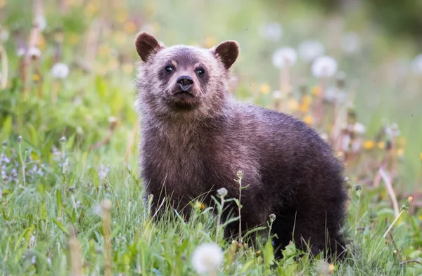 Portret Małego Niedźwiedzia Zielonej Trawie — Zdjęcie stockowe