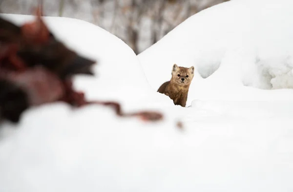 Nära Porträtt Mustelid Vit Snö British Columbia Kanada — Stockfoto