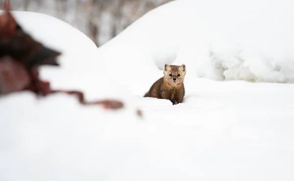 Portrait Rapproché Mustélide Dans Neige Blanche Colombie Britannique Canada — Photo