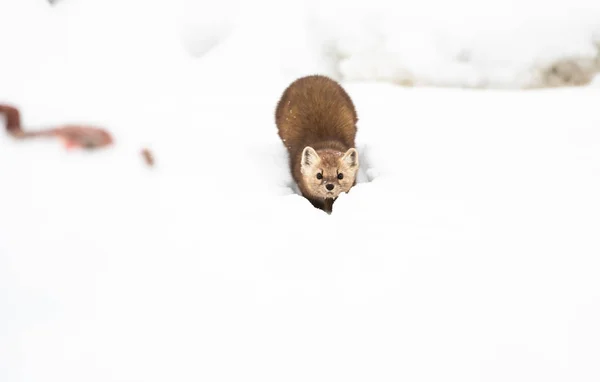 Chiudi Ritratto Mustelid Nella Neve Bianca Columbia Britannica Canada — Foto Stock