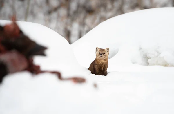 Nära Porträtt Mustelid Vit Snö British Columbia Kanada — Stockfoto