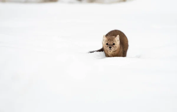 Retrato Cercano Mustelid Nieve Blanca Columbia Británica Canadá — Foto de Stock