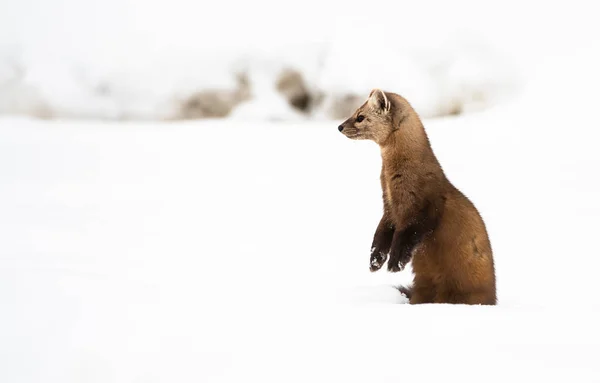 Nära Porträtt Mustelid Vit Snö British Columbia Kanada — Stockfoto