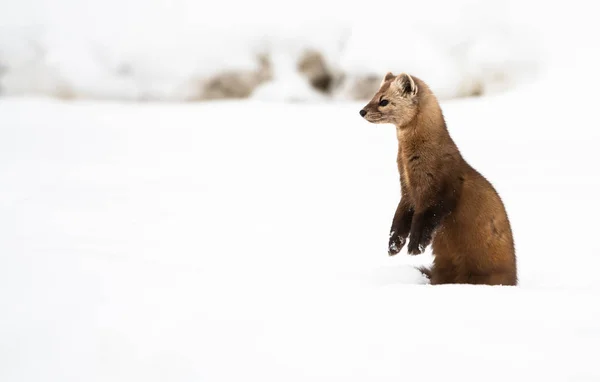 Nära Porträtt Mustelid Vit Snö British Columbia Kanada — Stockfoto