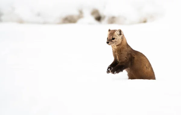 Nära Porträtt Mustelid Vit Snö British Columbia Kanada — Stockfoto